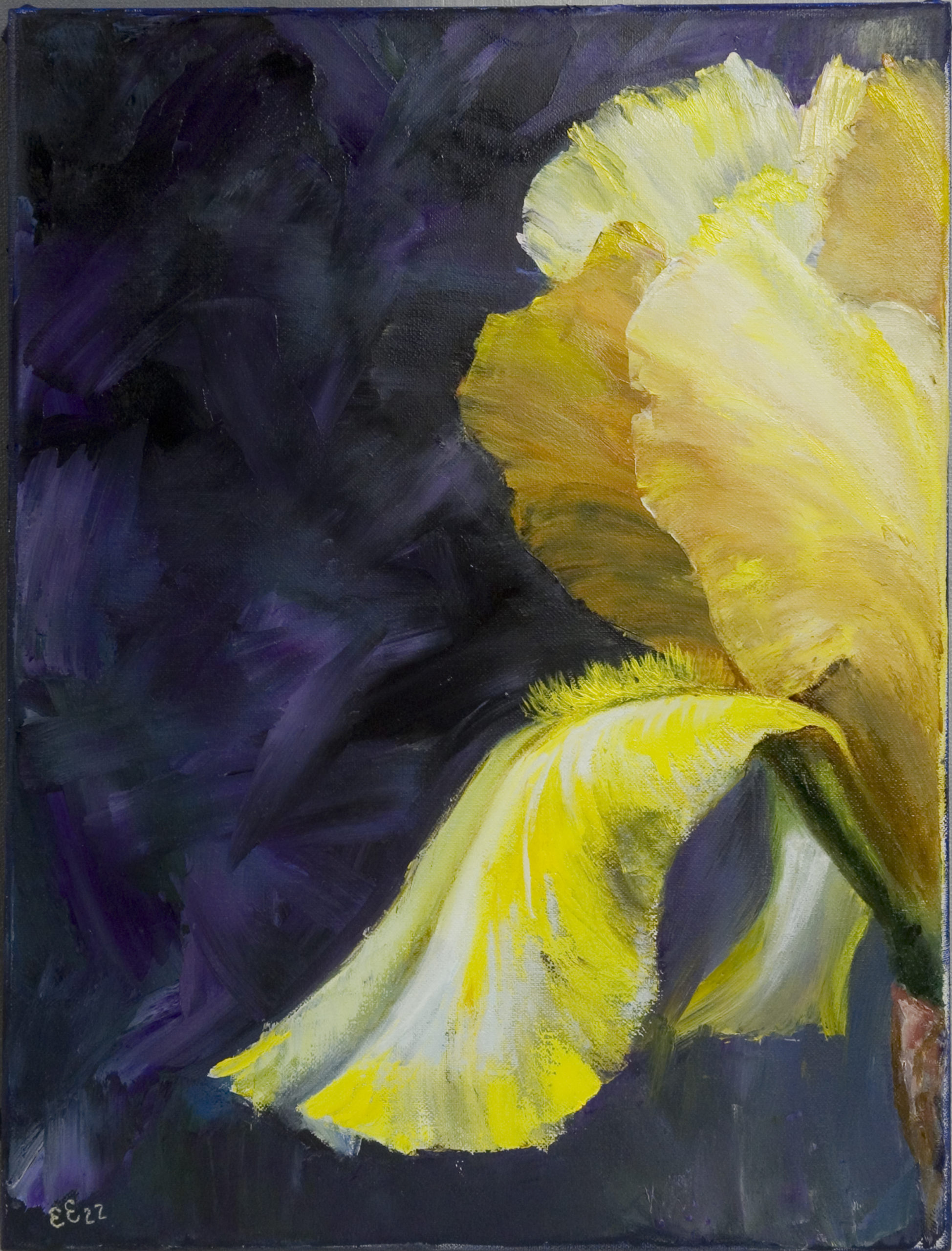 iris iris